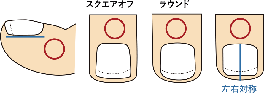 正しい爪切りの形
